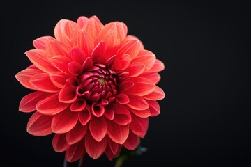red dahlia. Flower on the black isolated background with clipping path. For design. Closeup. Nature.
