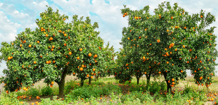 Orange trees or citrus sinensis almost covered with oranges. Great harvest in the orchard.