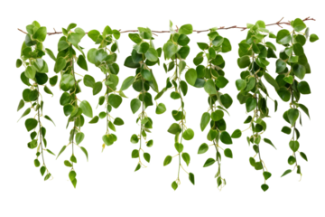 Dancing Foliage: Verdant Leaves Swaying on Wire. On a White or Clear Surface PNG Transparent Background.