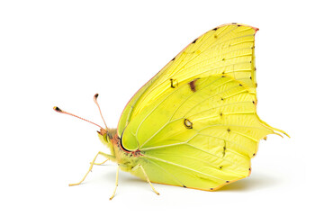 Beautiful Brimstone butterfly isolated on a white background with clipping path. Side view.