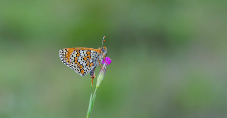 Red butterfly on flower, Glanville Fritillary, Melitaea cinxia