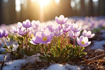 A field of pink flowers with snow on the ground