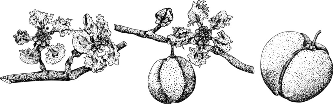 Hand drawn engraving red acerola berry, barbados cherry, Malpighia emarginata. Illustration of exotic superfood, fruits. 