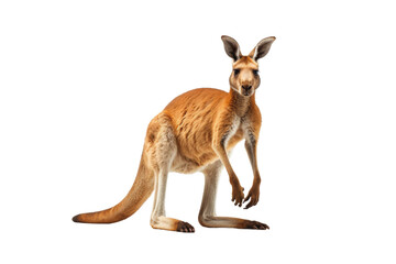 Majestic Kangaroo Balancing Act. On a White or Clear Surface PNG Transparent Background.