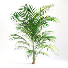 Minimalist composition of palm leaves on a white background.