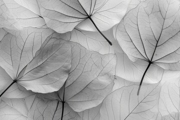 Texture of dry petals and transparent leaves as natural background.