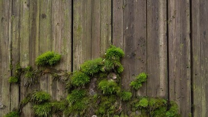 Behold the timeless beauty of the mossy wooden walls, their weathered appearance telling stories of the passage of time and the enduring cycle of life.