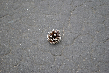 Isolated Pine Cone on Grey Bitumen Road Surface 