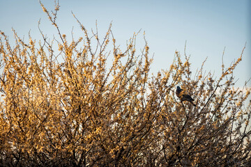 Pigeon sitting on the bushes during sunrise in england uk