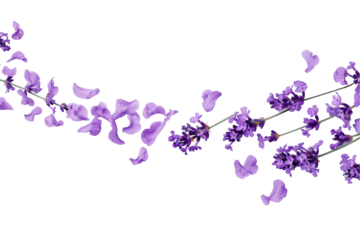 purple flower border