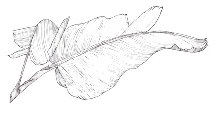 Banana leaf drawn by one line. Floral sketch. Minimal