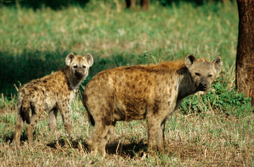 Hyène tachetée, femelle et jeune, crocuta crocuta, Tanzanie