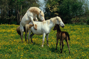 Fototapeta premium Cheval camarguais, accouplement, poulin, Camargue, 13, Bouches du Rhône, France