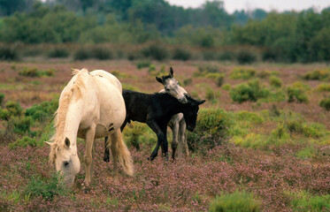 Cheval camarguais, femelle, poulin, Camargue, 13, Bouches du Rhône, France