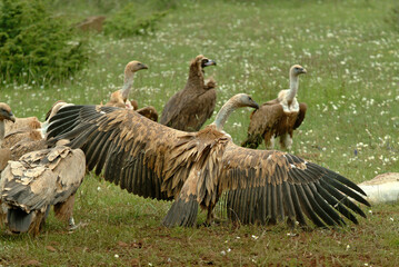 Vautour fauve,.Gyps fulvus, Griffon Vulture, Parc naturel régional des grands causses 48, Lozere, France