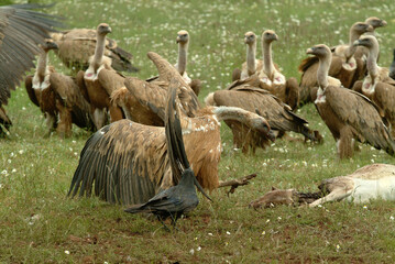 Vautour fauve,.Gyps fulvus, Griffon Vulture, Parc naturel régional des grands causses 48, Lozere, France