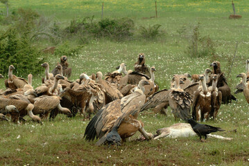 Vautour fauve,.Gyps fulvus, Griffon Vulture, Parc naturel régional des grands causses 48, Lozere, France