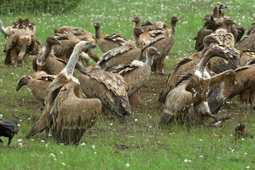 Vautour fauve,.Gyps fulvus, Griffon Vulture, Parc naturel régional des grands causses 48, Lozere, France