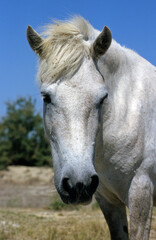 Cheval camarguais, Camargue, 13, Bouches du Rhône, France