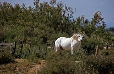 Cheval camarguais, Camargue, 13, Bouches du Rhône, France