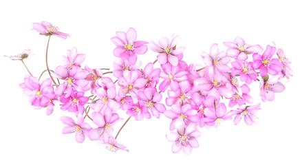First spring flowers,  Anemone hepatica isolated on white background. Blooming of pink violet wild...