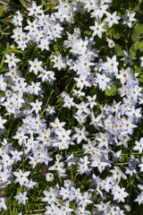 tapis de fleurs d'étoiles de printemps (iphéion uniflorum)