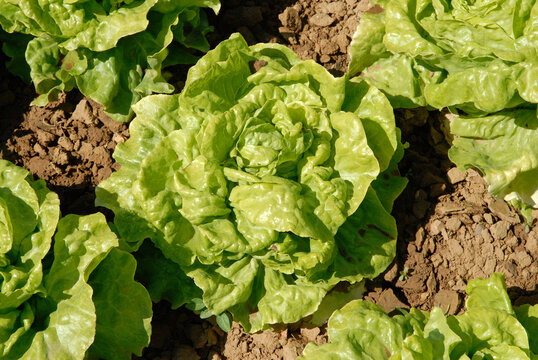 Lactuca sativa 'Laitue Novappia', salade, laitue