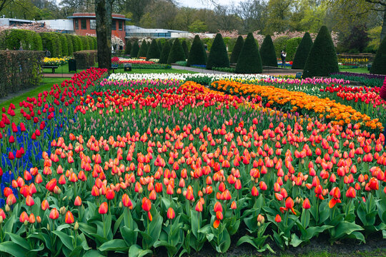 Flowers and tulip garden Keukenhof. Colorful blooming tulip fields and flower avenues, Netherlands, South Holland, Lisse.