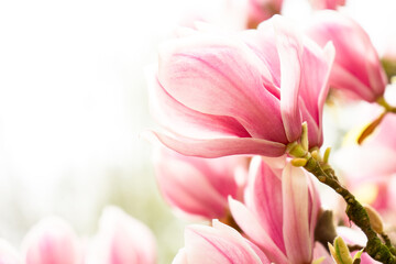 Magnolienblüte Close-Up