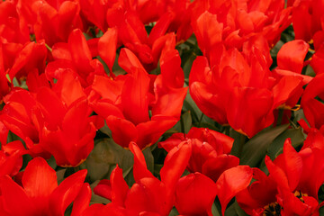 Colorful tulip flowers blooming in the garden in springtime. Keukenhof gardens in Lisse, Holland in...
