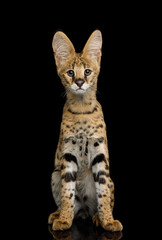 Funny Serval Cat, sitting and curious gaze isolated on black background, front view