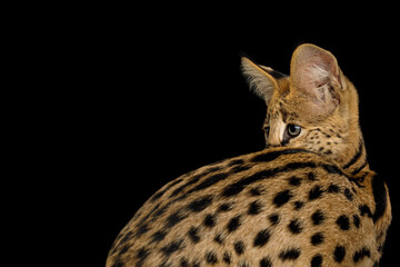 Closeup serval cat with spotted fur, looking back isolated on black background in studio, side view