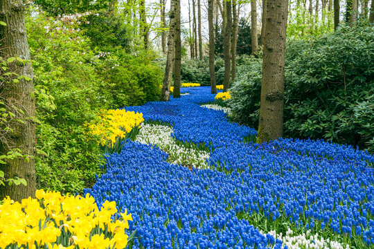 Keukenhof gardens in Lisse, Holland in spring. Colorful daffodils and tulips blooming in a spring garden.