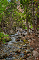 A lively creek meanders through a forested canyon, surrounded by rocks and diverse tree species