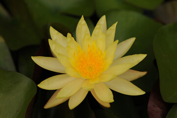 A Low-key Image of a Blooming Yellow Water Lily