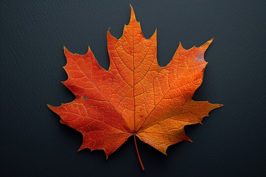 Maple Leaf with dark background. Yellow autumn mapple leaf on the ground, closeup, can be used as natural background.