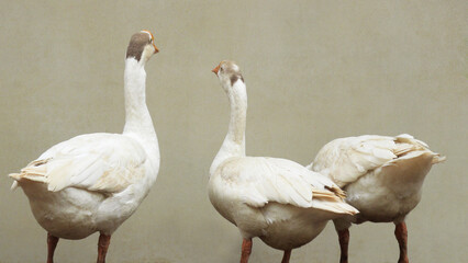Closeup of three white swans