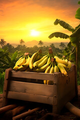Banana bunches harvested in a wooden box in banana plantation with sunset. Natural organic fruit abundance. Agriculture, healthy and natural food concept.
