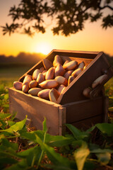 Brazil nuts harvested in a wooden box in a plantation with sunset. Natural organic fruit abundance. Agriculture, healthy and natural food concept. Vertical composition.