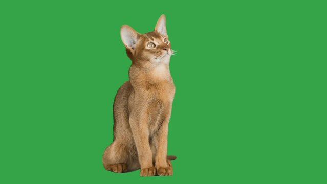 Abyssinian cat on a green screen