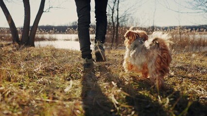 Forest park dog walk with hiker feet. Close-up journey a concept. man and pet dog walking in sneakers through the park. pet dog walk journey concept. hiker sneakers walking close-up park lifestyle - 767825523