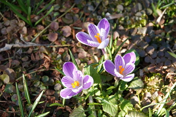 Crocuses