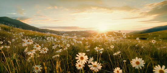 Beautiful summer pastoral landscape at sunset with a blooming field of daisies in grass on a hilly area - obrazy, fototapety, plakaty