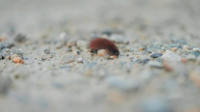 A fuzzy black caterpillar crawls slowly on the rocky terrain.