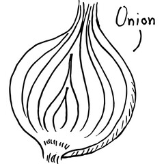 Close-up illustration of a halved onion food vector art by hand drawn