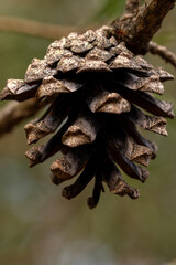 Tannenzapfen auf einem Ast im Wald, der braune und graue Farbtöne zeigt