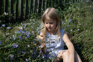 a girl sits by a blooming medicinal plant and examines flowers and leaves, chicory blossoms, medicinal herbs, children's recreation with benefits, DIY herbal tea, introducing children to nature
