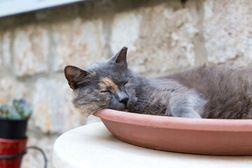 A tortoiseshell cat sleeps on a big planter in the Old City of Dubrovnik, Croatia. - Powered by Adobe