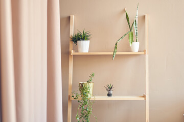 Succulents, Sansevieria, potted indoor plants on a wooden flower stand in a room in beige shades...