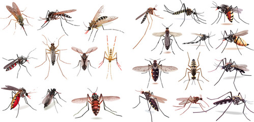 Realistic mosquito, fly sucker, gnat illustration character - obrazy, fototapety, plakaty